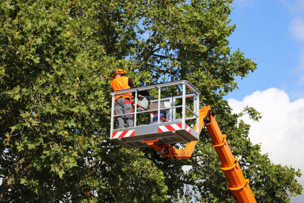 Best Tree Removal Cost  in USA